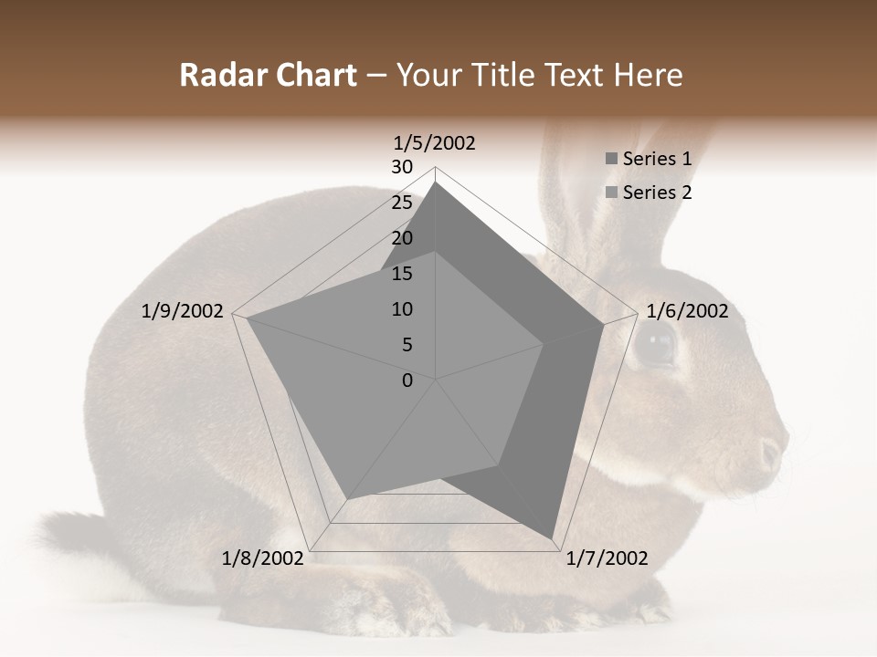 Rabbit Little Bunny PowerPoint Template