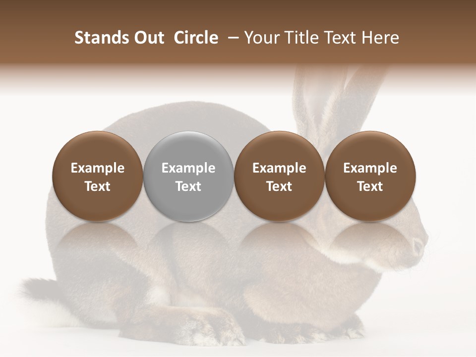 Rabbit Little Bunny PowerPoint Template