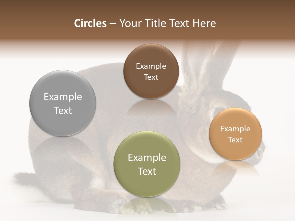 Rabbit Little Bunny PowerPoint Template