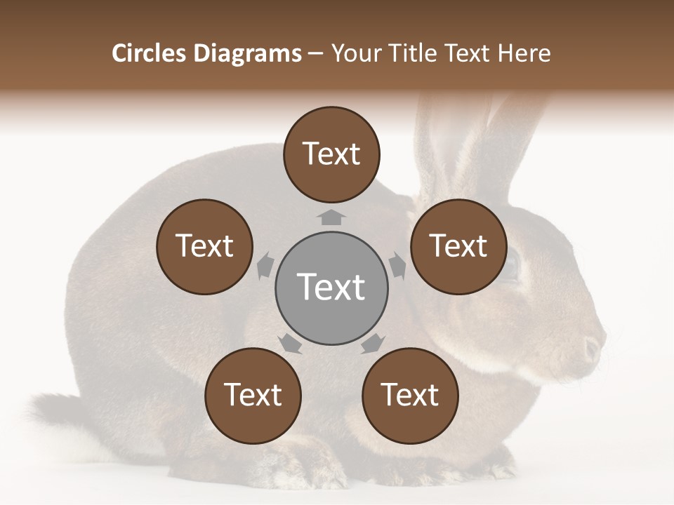 Rabbit Little Bunny PowerPoint Template