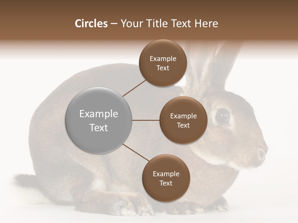 Rabbit Little Bunny PowerPoint Template