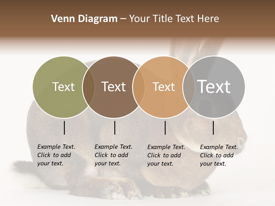 Rabbit Little Bunny PowerPoint Template