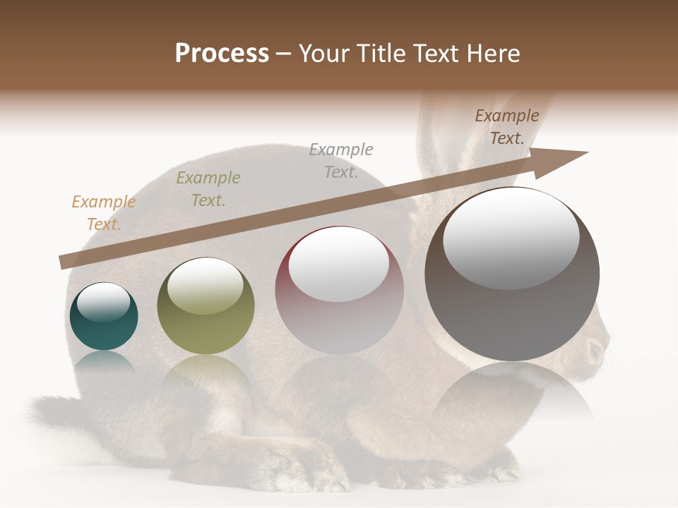 Rabbit Little Bunny PowerPoint Template