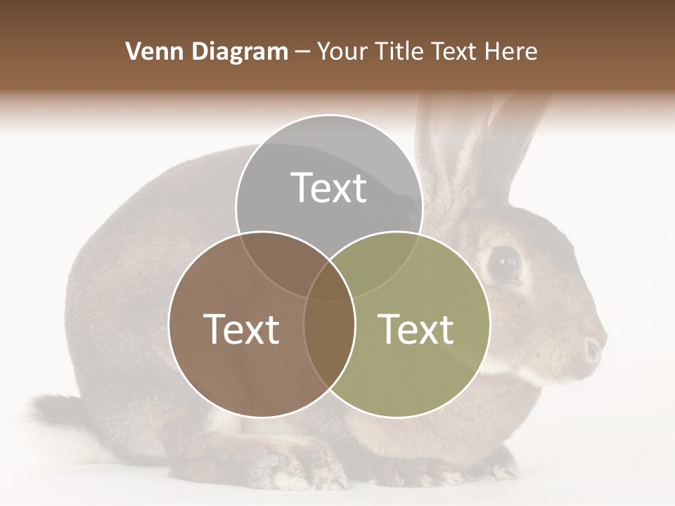 Rabbit Little Bunny PowerPoint Template