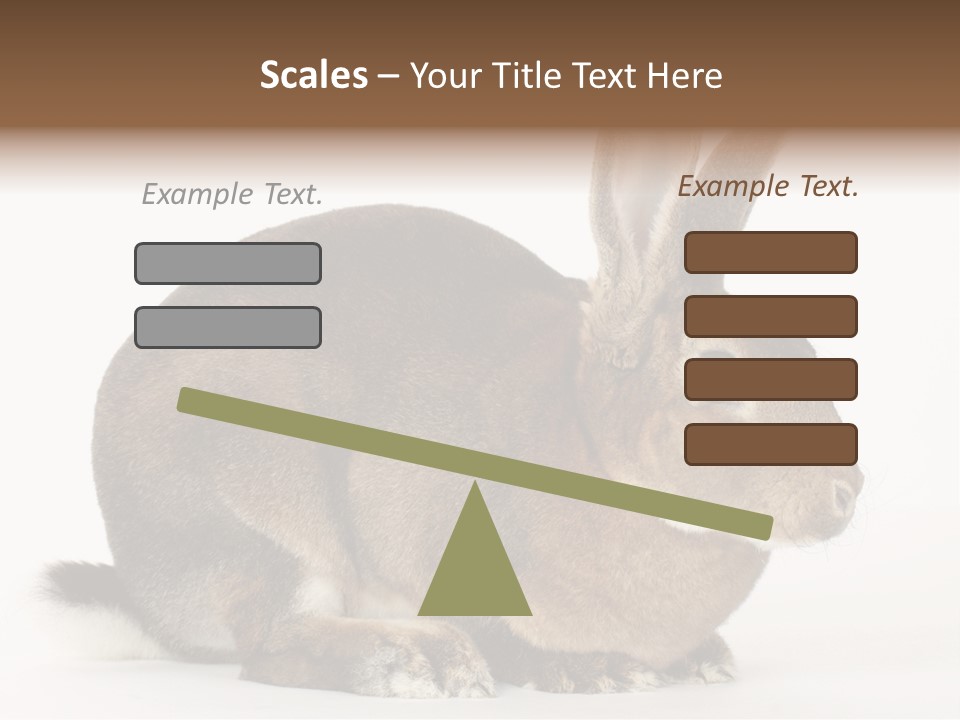 Rabbit Little Bunny PowerPoint Template