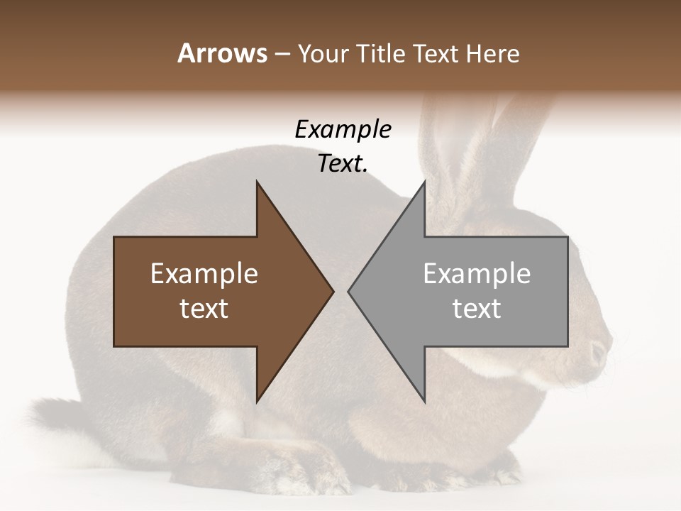 Rabbit Little Bunny PowerPoint Template