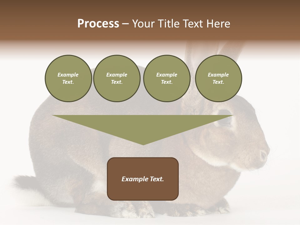 Rabbit Little Bunny PowerPoint Template