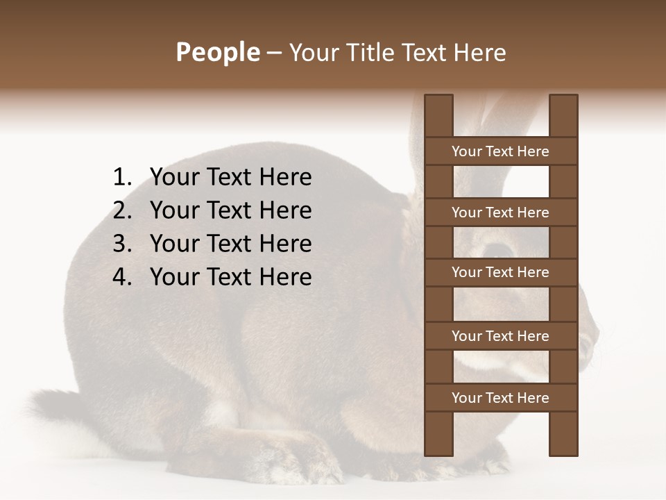 Rabbit Little Bunny PowerPoint Template