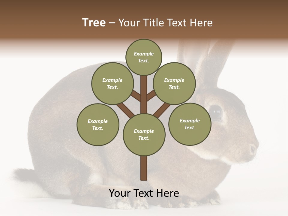 Rabbit Little Bunny PowerPoint Template