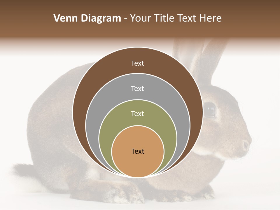 Rabbit Little Bunny PowerPoint Template