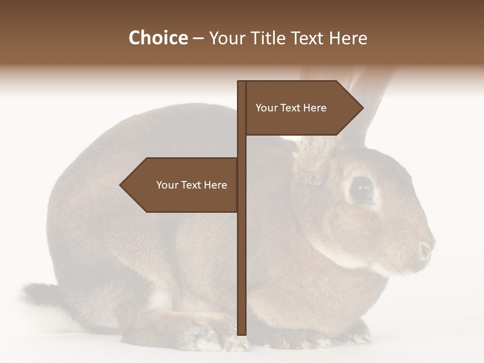 Rabbit Little Bunny PowerPoint Template
