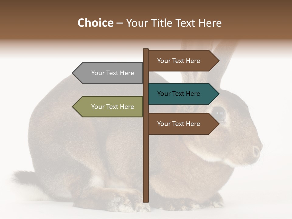 Rabbit Little Bunny PowerPoint Template