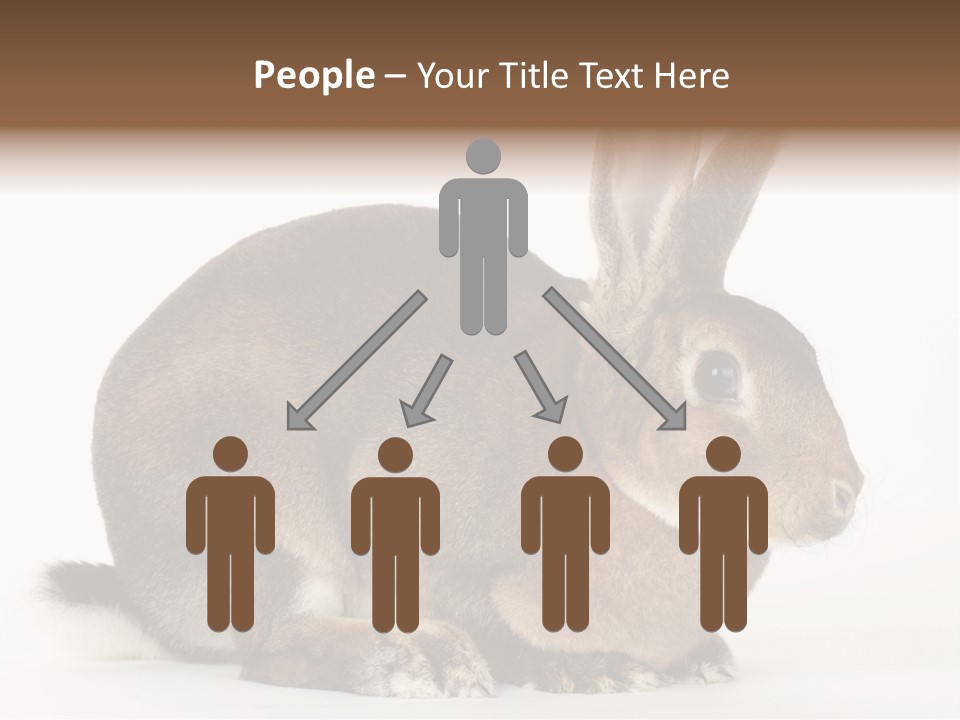 Rabbit Little Bunny PowerPoint Template