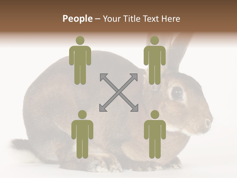 Rabbit Little Bunny PowerPoint Template