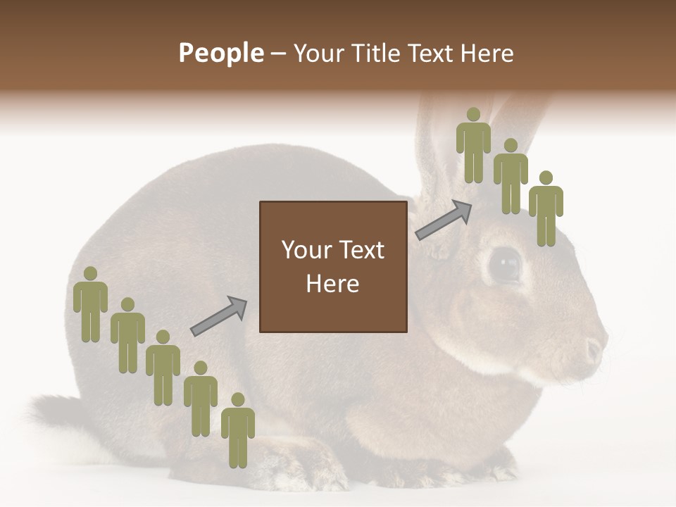 Rabbit Little Bunny PowerPoint Template