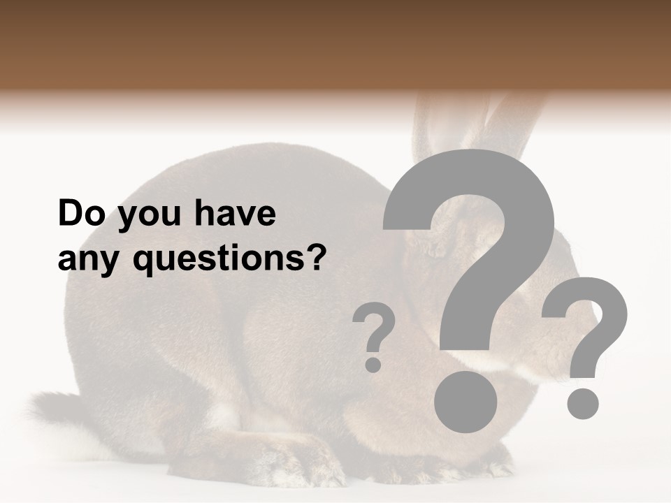 Rabbit Little Bunny PowerPoint Template