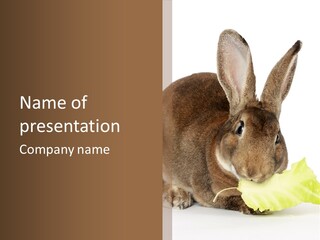Rabbit Eating PowerPoint Template