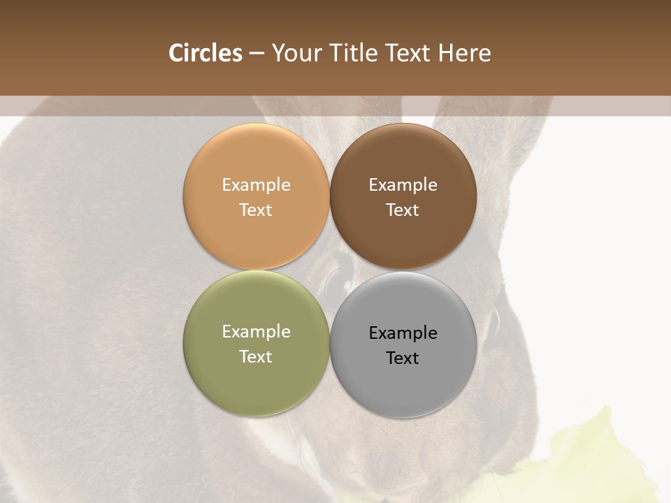 Rabbit Eating PowerPoint Template
