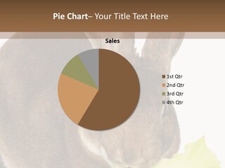 Rabbit Eating PowerPoint Template