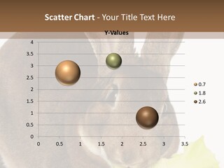 Rabbit Eating PowerPoint Template