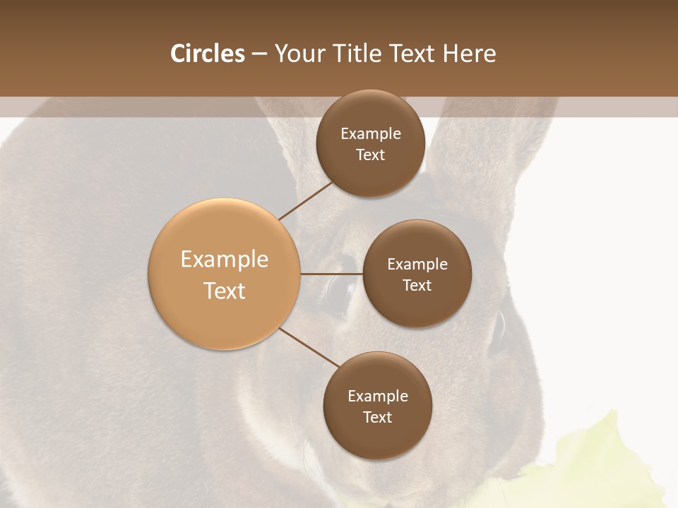 Rabbit Eating PowerPoint Template