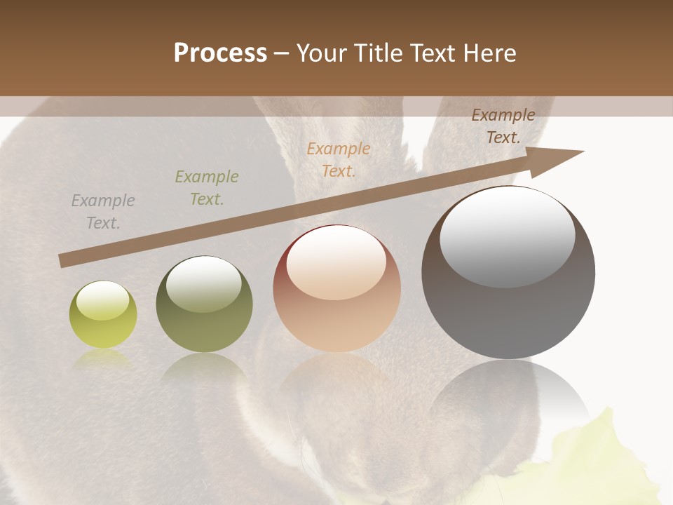 Rabbit Eating PowerPoint Template
