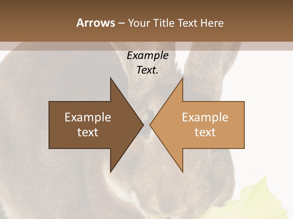 Rabbit Eating PowerPoint Template