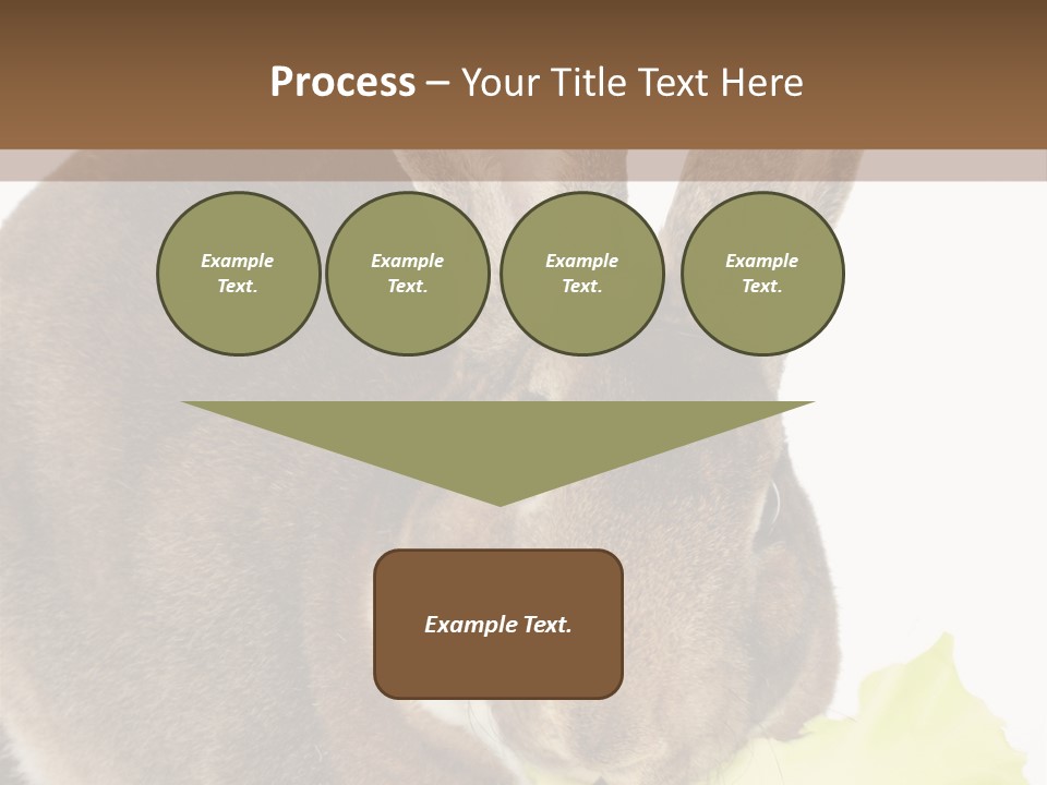 Rabbit Eating PowerPoint Template