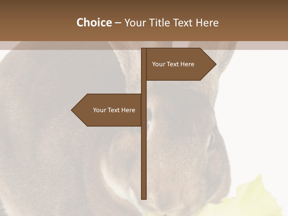 Rabbit Eating PowerPoint Template