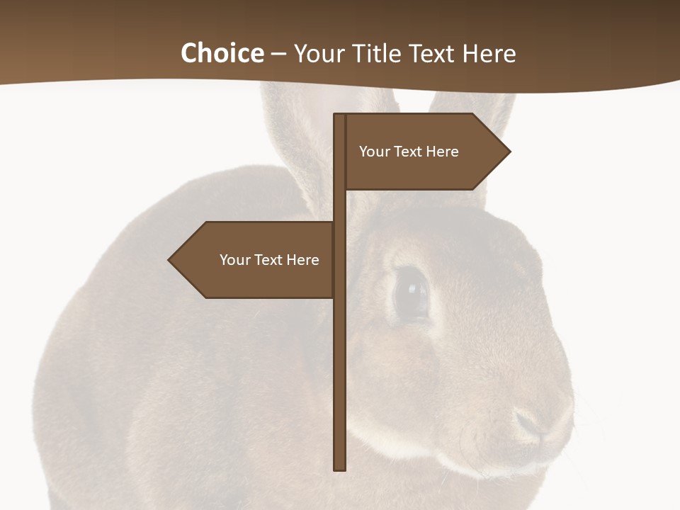 Whiskers Playful Brown PowerPoint Template