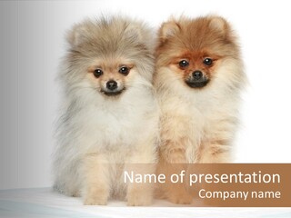 Fluffy Puppies PowerPoint Template