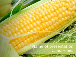 Corn PowerPoint Template