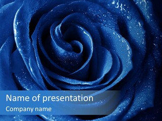 Blue Roses PowerPoint Template