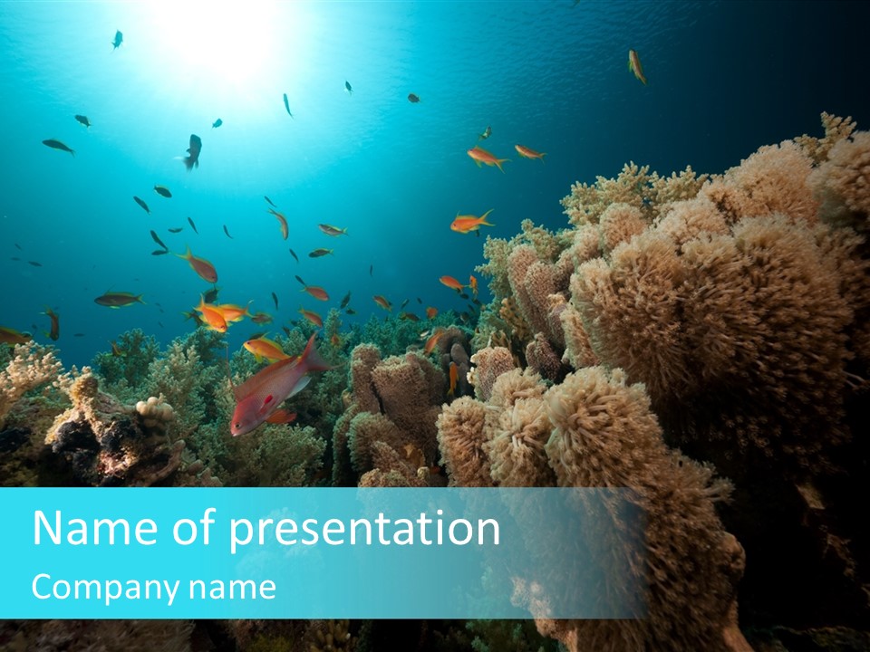 Coral Sun Ocean PowerPoint Template