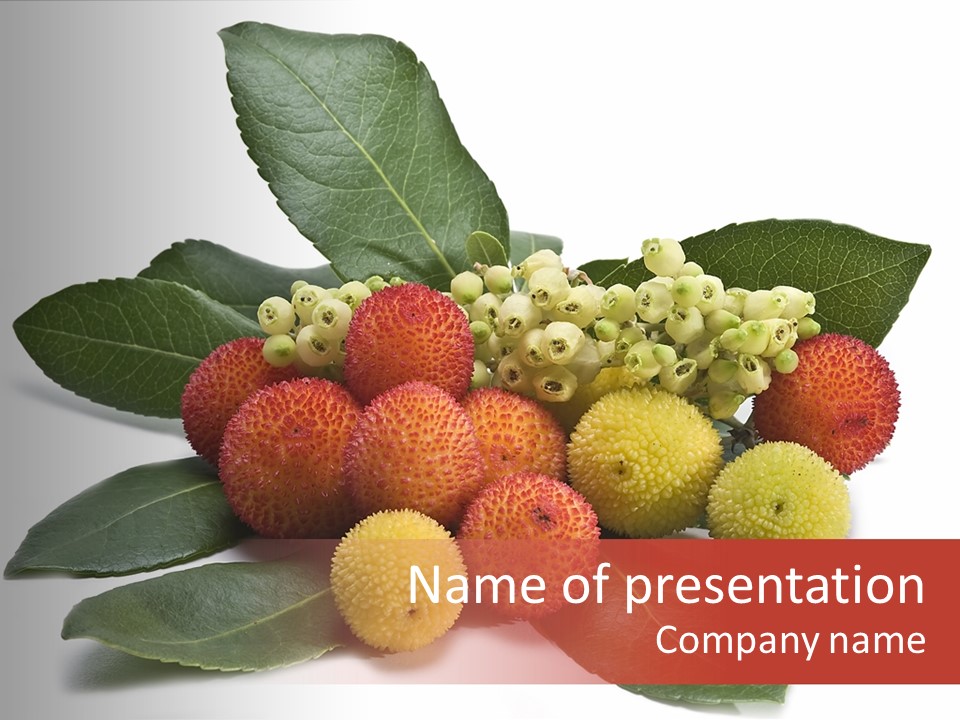 Forest Fruits Isolated Fresh PowerPoint Template