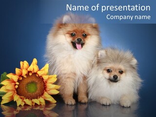 Pomeranian PowerPoint Template