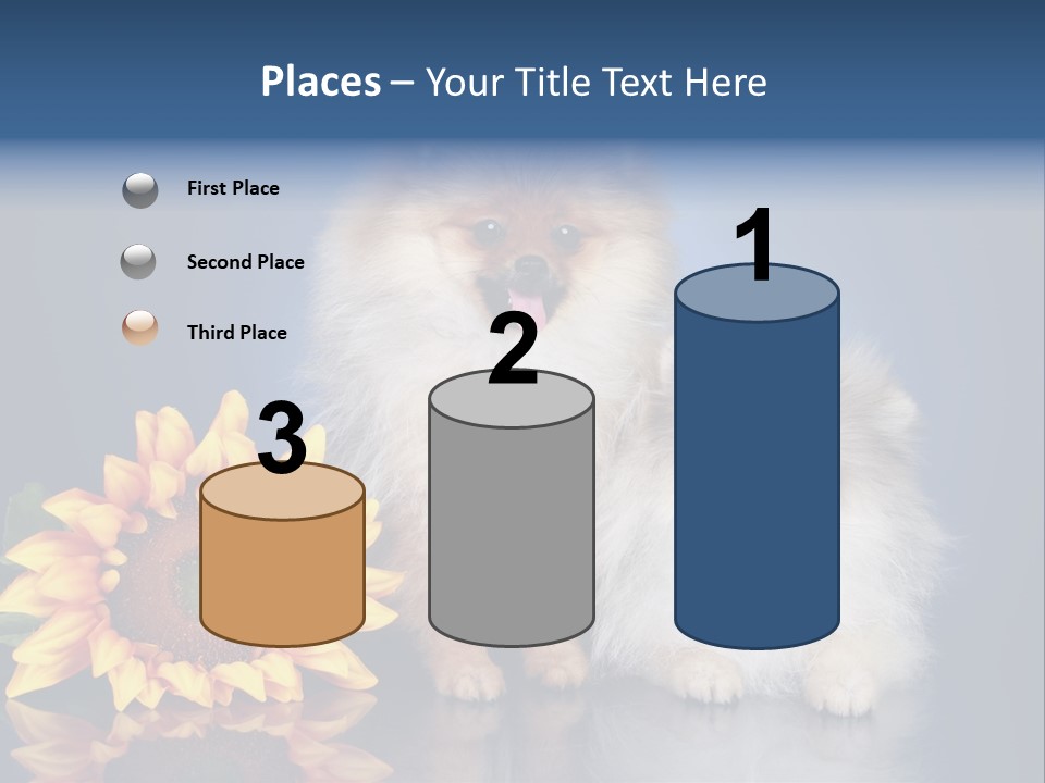 Pomeranian PowerPoint Template