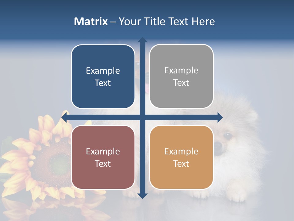 Pomeranian PowerPoint Template