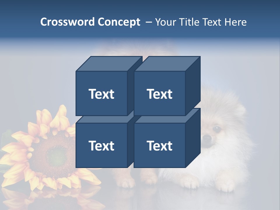 Pomeranian PowerPoint Template