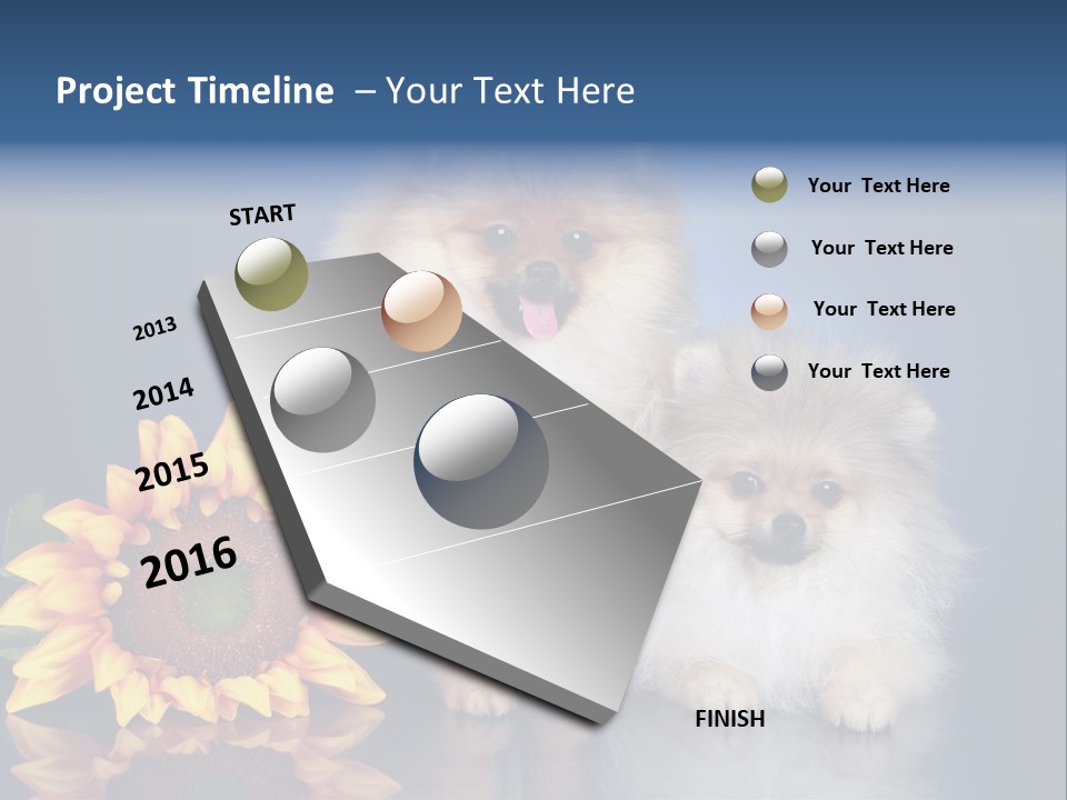Pomeranian PowerPoint Template