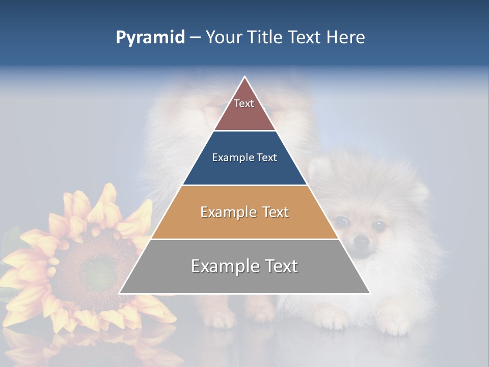 Pomeranian PowerPoint Template