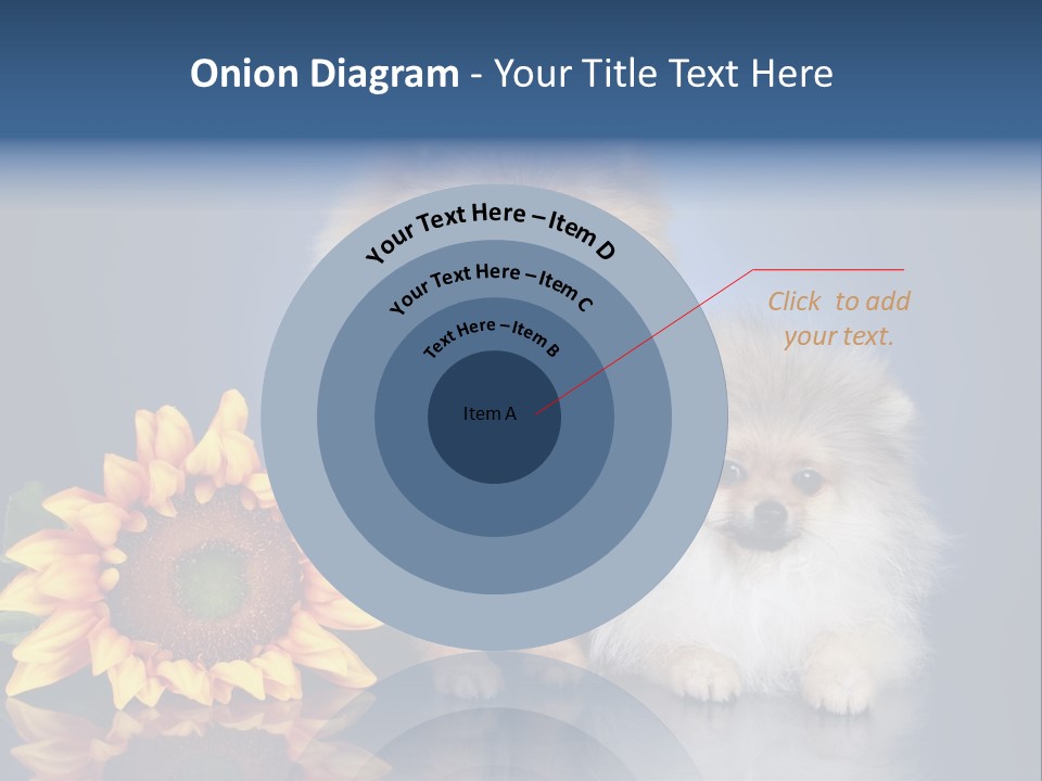 Pomeranian PowerPoint Template