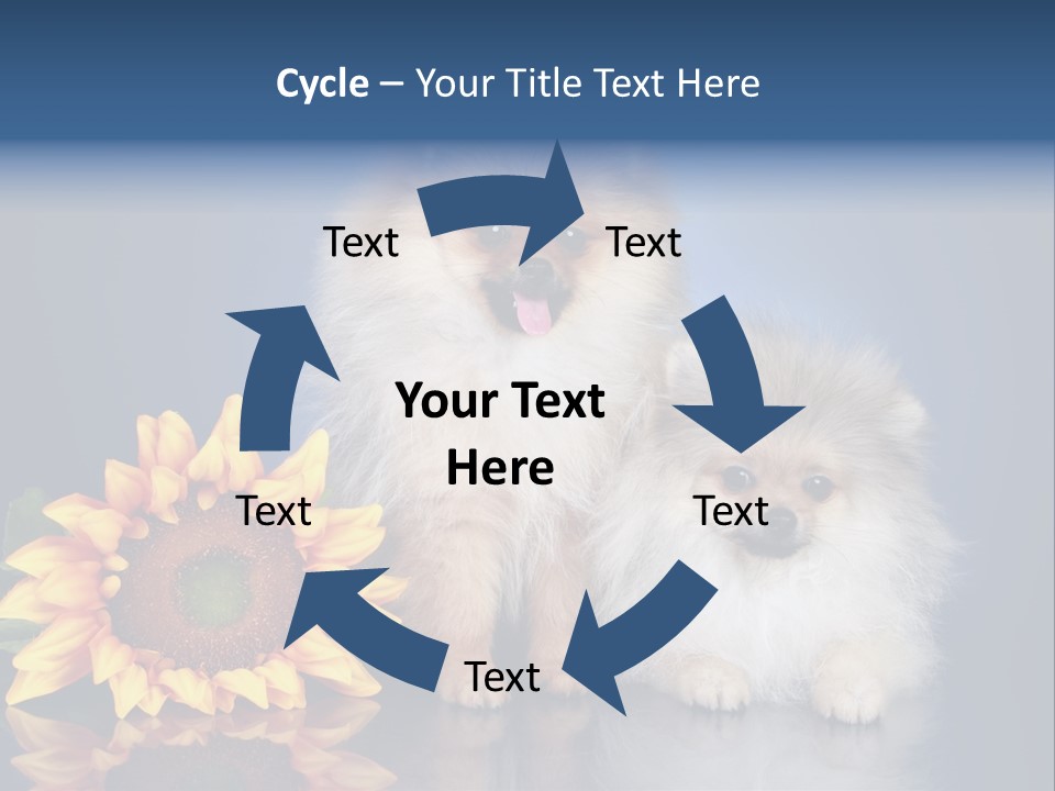 Pomeranian PowerPoint Template