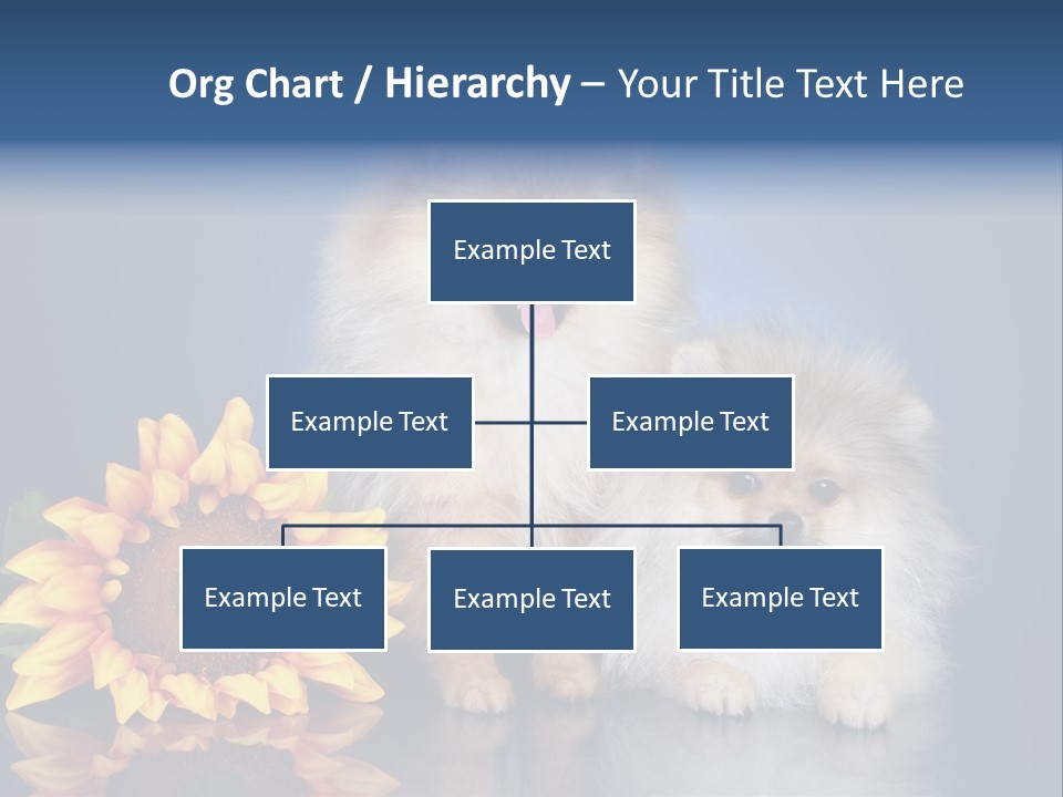 Pomeranian PowerPoint Template
