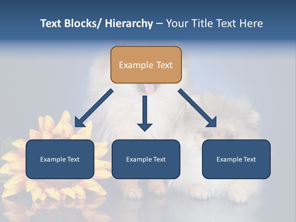 Pomeranian PowerPoint Template