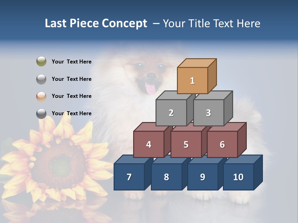Pomeranian PowerPoint Template