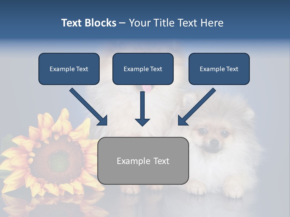 Pomeranian PowerPoint Template