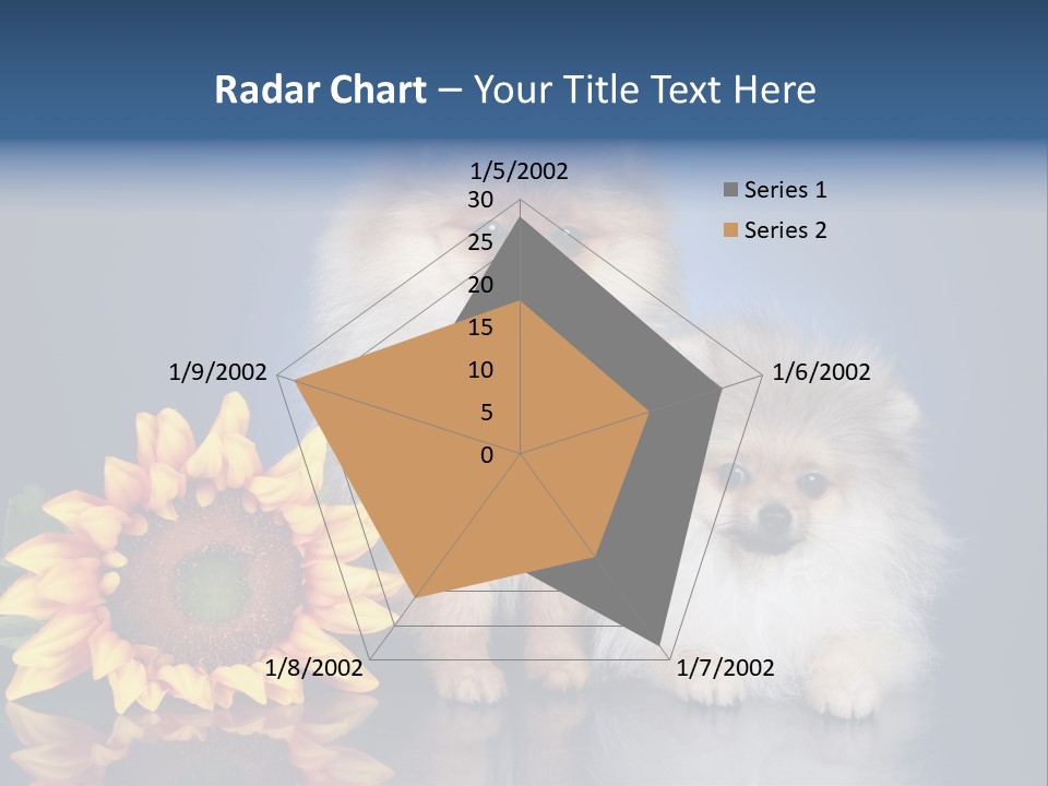 Pomeranian PowerPoint Template