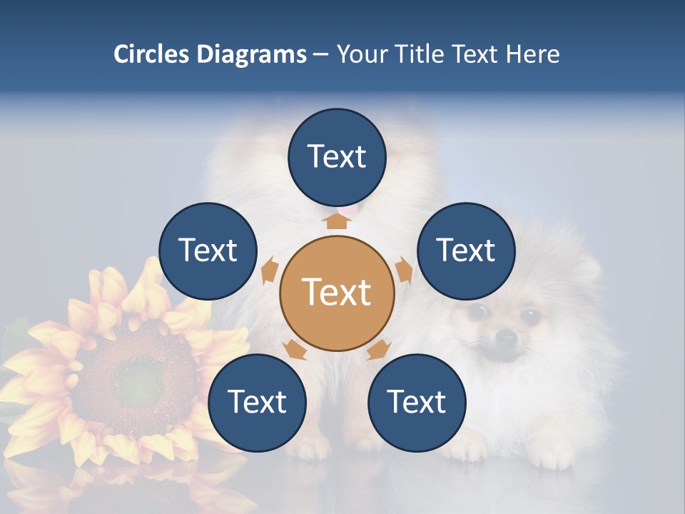 Pomeranian PowerPoint Template