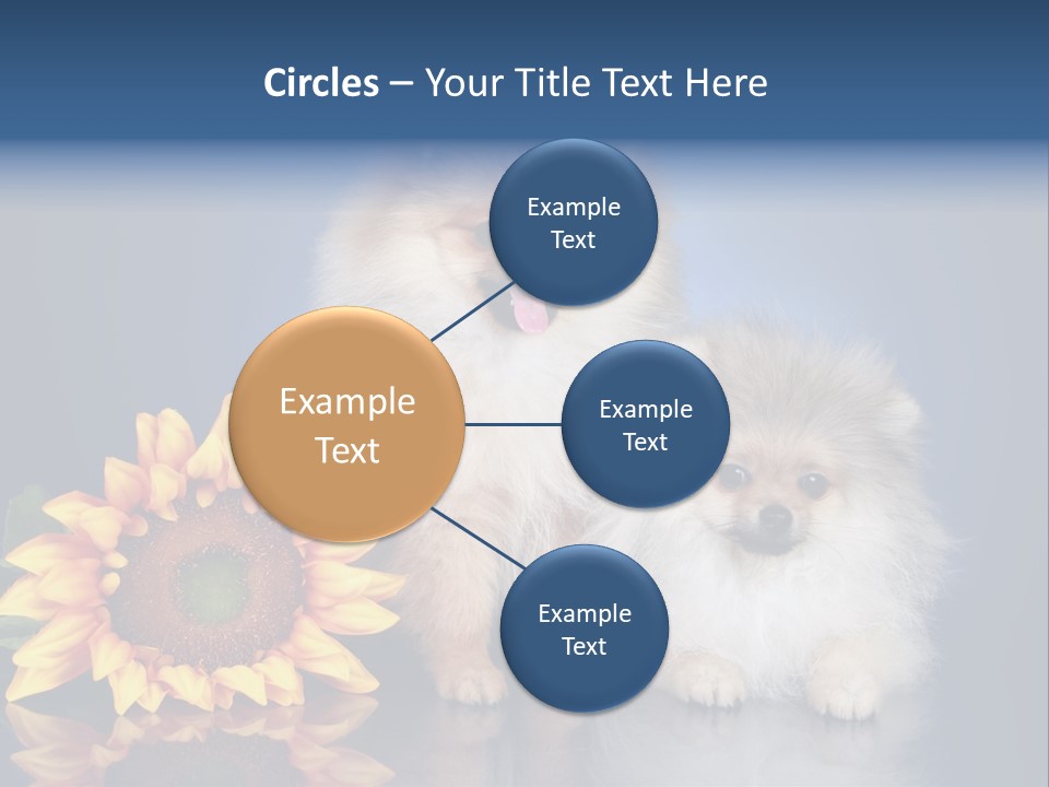 Pomeranian PowerPoint Template